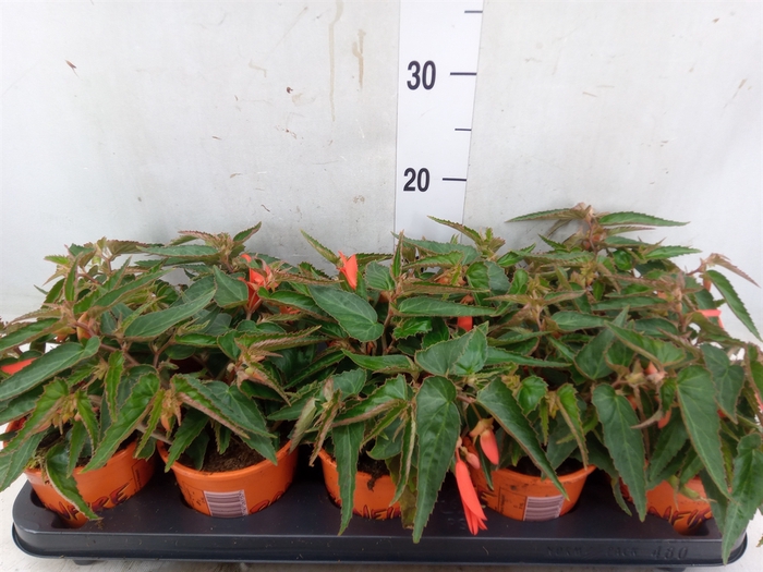 <h4>Begonia tuber. 'Bonfire'</h4>