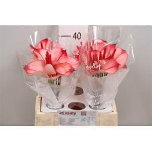 Anth Pr Ama Hot Lips 40 L35