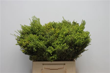 <h4>Kaaps Agathosma</h4>