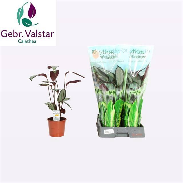 <h4>CALAT PICT ARGENTEA</h4>