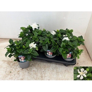 GARDENIA JASMINOIDES