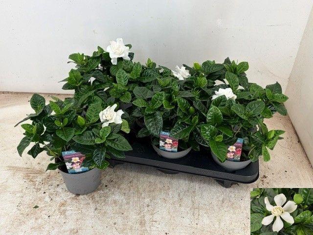 <h4>GARDENIA JASMINOIDES</h4>