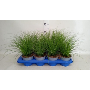 Carex brunnea