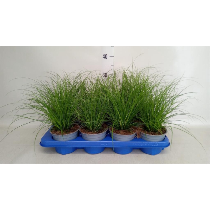 <h4>Carex brunnea</h4>