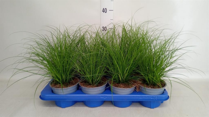 <h4>Carex brunnea</h4>