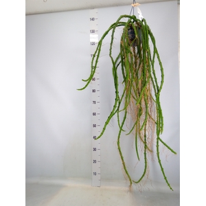 Rhipsalis   ...