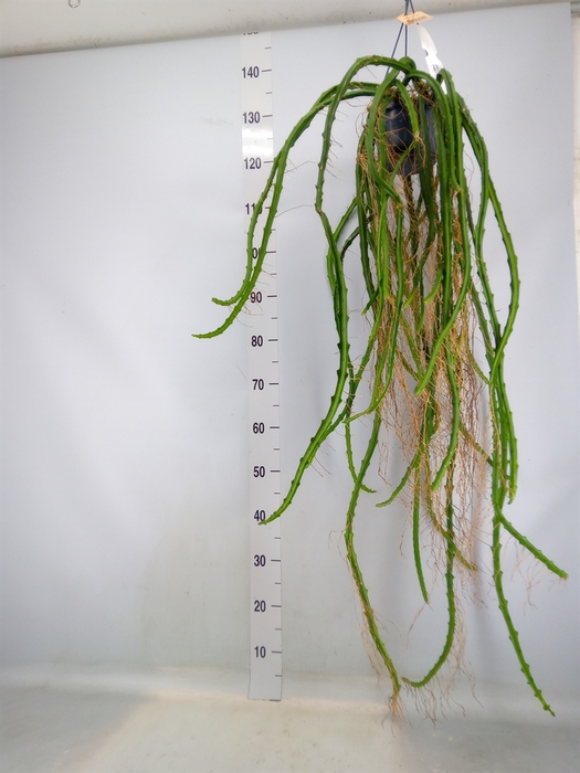 <h4>Rhipsalis   ...</h4>