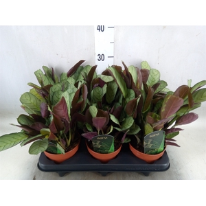 Ctenanthe burle-marxii 'Amagris'