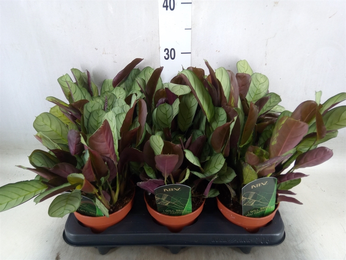 <h4>Ctenanthe burle-marxii 'Amagris'</h4>