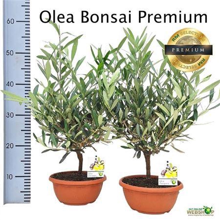<h4>Olea Europaea Bonsai</h4>