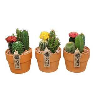 arr3 UB - Cactus Gymno x6