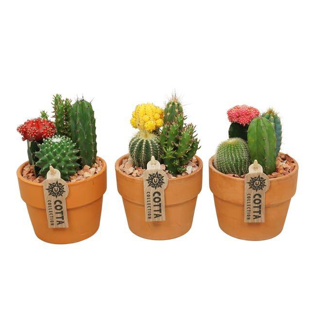 <h4>arr3 UB - Cactus Gymno x6</h4>