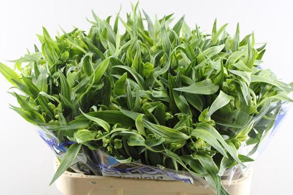 <h4>Alstr Virginia</h4>