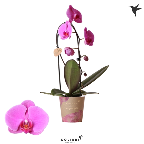 <h4>Kolibri Orchids Cascade Niagara fall violet 1spike</h4>