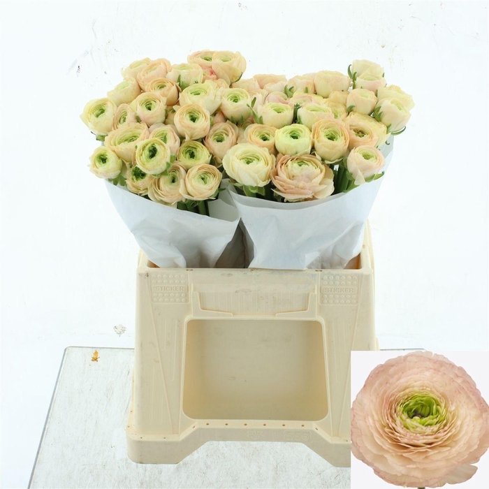 <h4>RAN SU TUAREG</h4>