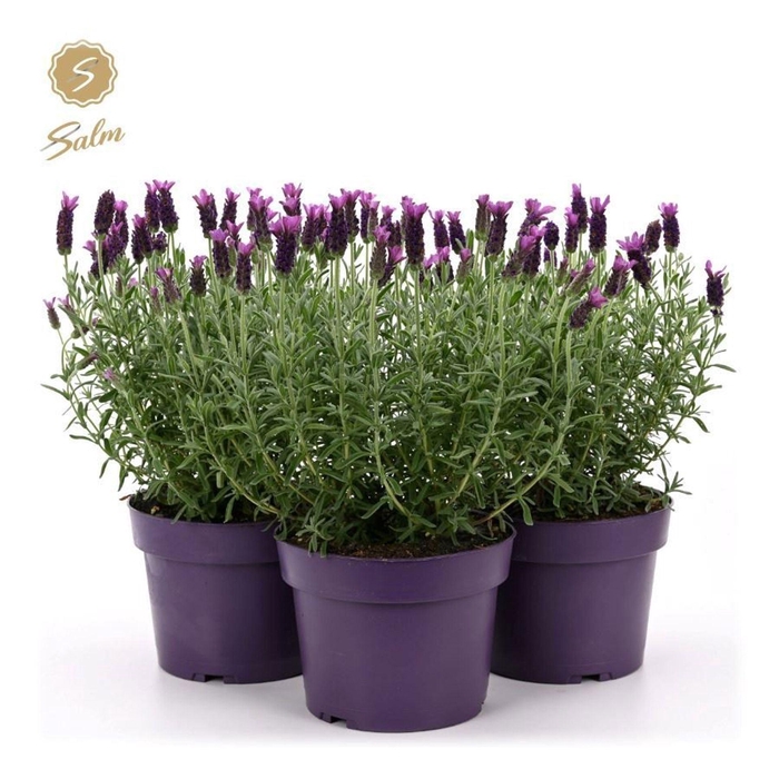 <h4>Lavandula Anouk</h4>