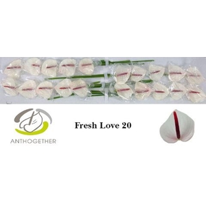 Anthurium andr. 'Fresh Love'