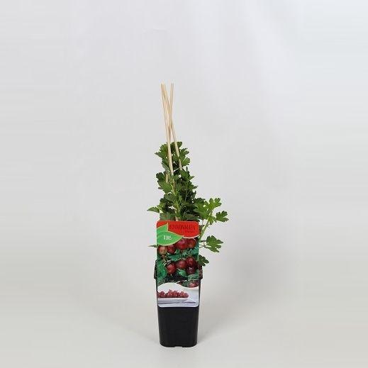 <h4>Ribes uva crispa rood</h4>