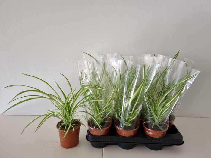 <h4>Chlorophytum comosum Variegatum</h4>
