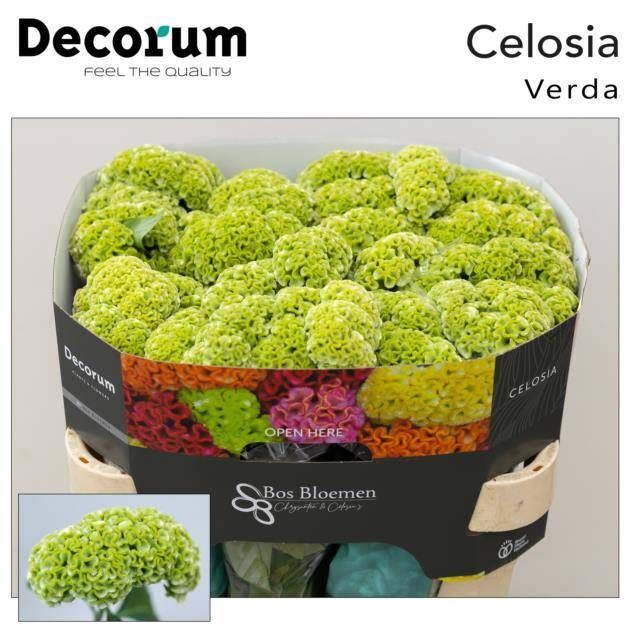 <h4>Celosia arg. CR 'Act Verda'</h4>