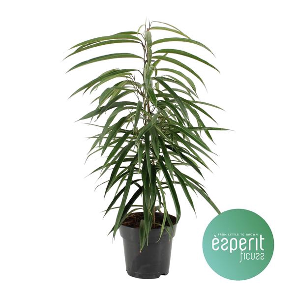 <h4>Ficus binnendijkii Alii</h4>