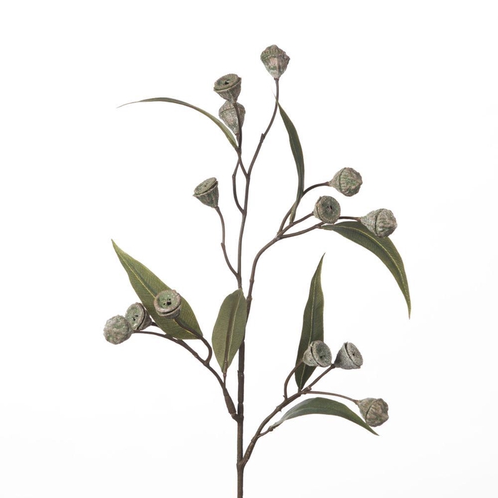 <h4>AF Eucalyptus Seed Sp L71cm Gr</h4>