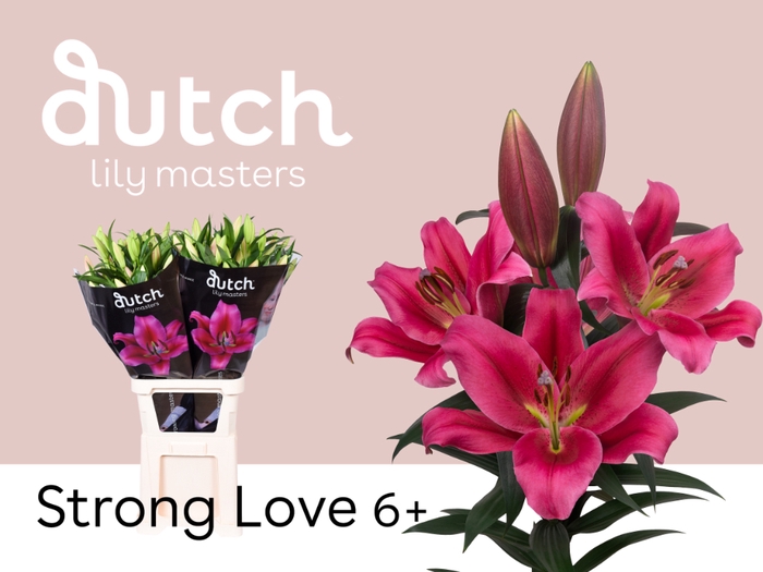 <h4>Lilium or strong love</h4>