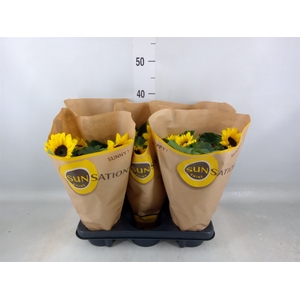 Helianthus an. 'Sunsation'