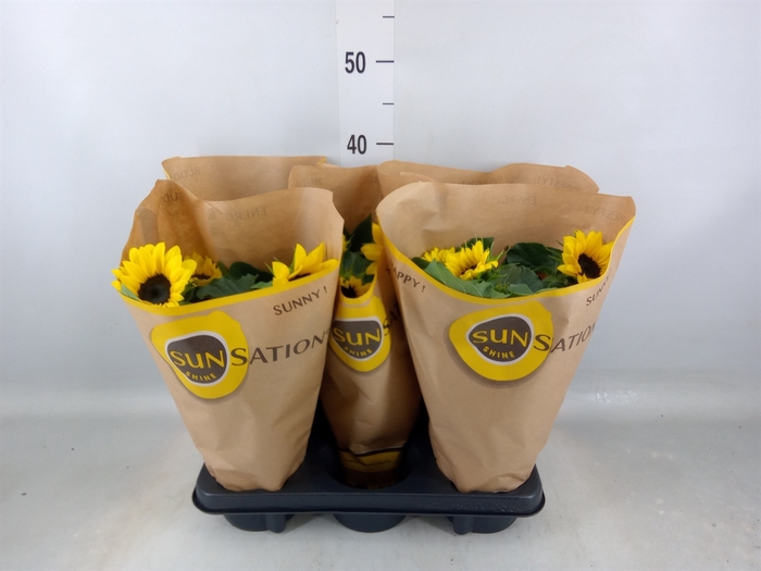 <h4>Helianthus an. 'Sunsation'</h4>
