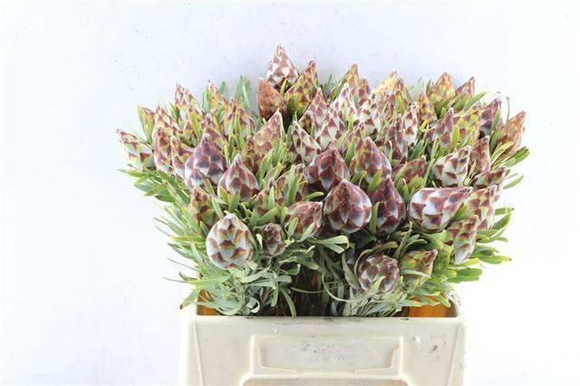 <h4>LEUCAD RUBRUM</h4>