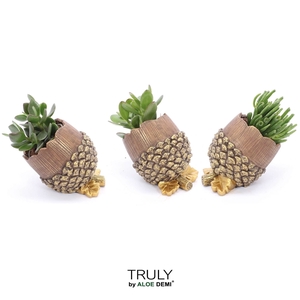 TRULY Crassula, Pine cone (Ice Age)