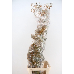 ROSA CORALLO ORANGE EXTRA 190CM