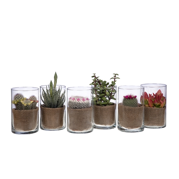 <h4>MIX CACTUS AND SUCCULENTS IN GLASS CYLINDERØ12 H25-CARDBOARDBOX 13X13</h4>