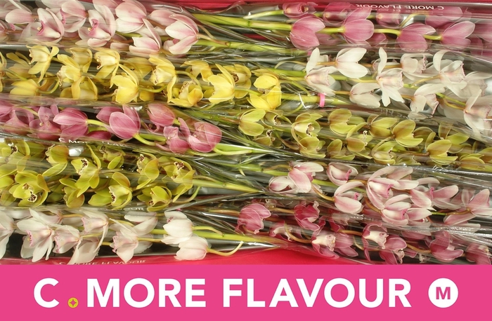 <h4>CYMB MI GEM</h4>