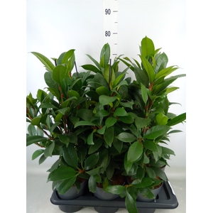 Ficus cyathistipula 'Compacta'