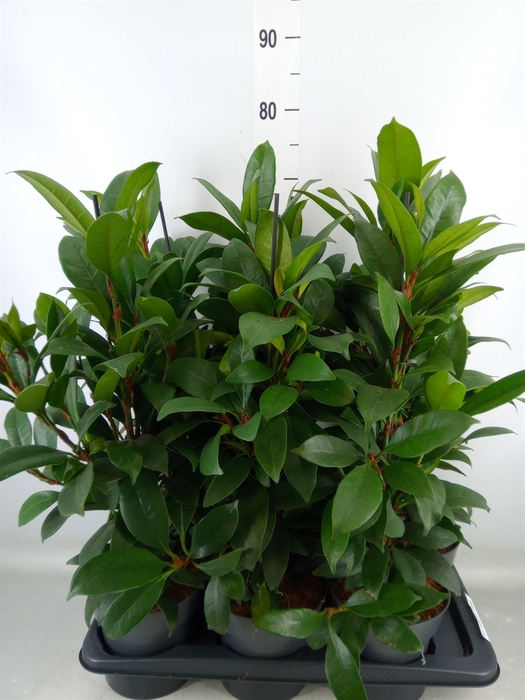 <h4>Ficus cyathistipula 'Compacta'</h4>