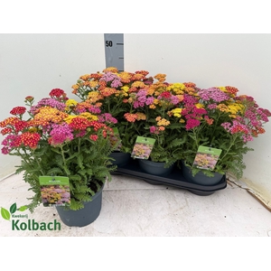 ACHI MILLEFOLIUM