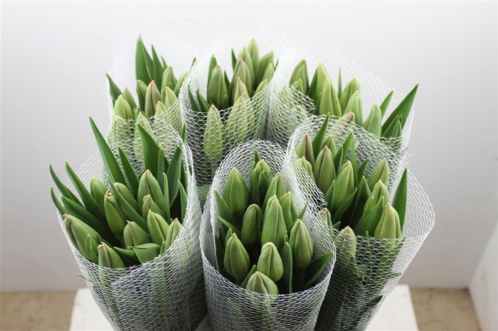 <h4>Tu Fr En Romaine</h4>