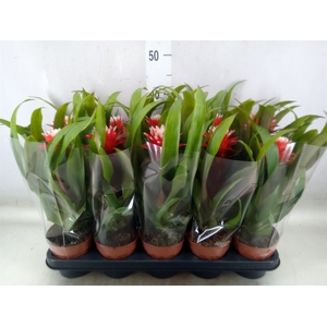 Guzmania  'Hope'