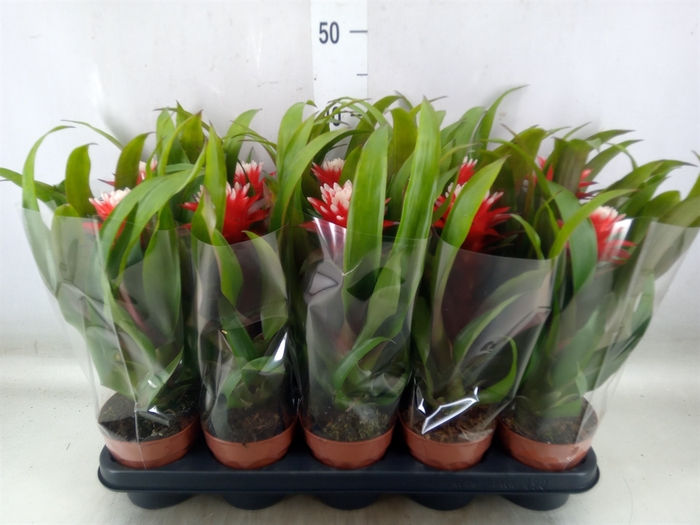 <h4>Guzmania  'Hope'</h4>
