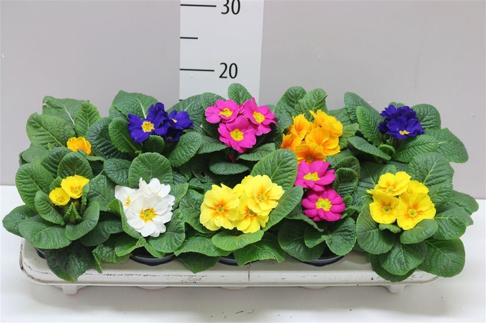<h4>Primula Acaulis Gemengd</h4>