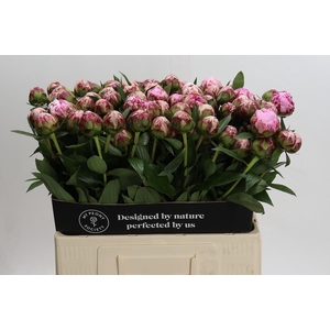 Paeonia Sarah Bernhardt