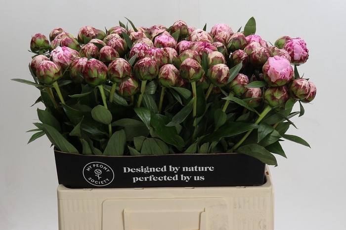 Paeonia Sarah Bernhardt