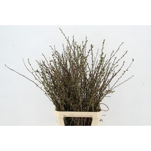 PRUIMENBLOESEM PER STEM 100CM