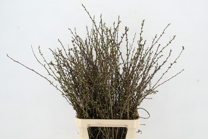 <h4>PRUIMENBLOESEM PER STEM 100CM</h4>