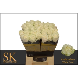 Rosa large avalanche+ Koene White Gold