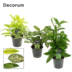 Dracaena mix 12 cm (Decorum)