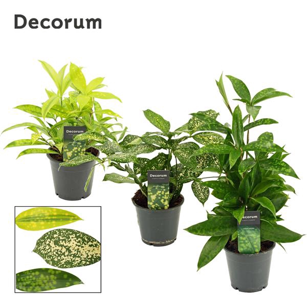 <h4>Dracaena mix 12 cm (Decorum)</h4>