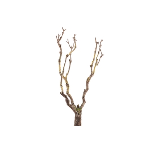 Syringa Branch Extra Masuda