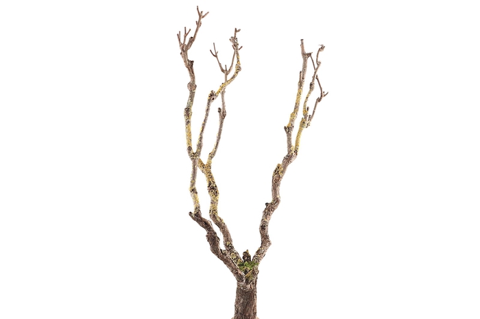 <h4>Syringa Branch Extra Masuda</h4>